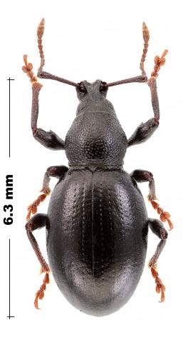 Otiorhynchus sp.